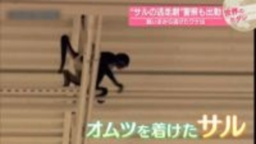 “サルの逃走劇”警察も出動　飼い主から逃げたワケは　アメリカ・テキサス州【#世界のミダシ】