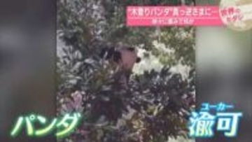 “木登りパンダ”真っ逆さまに…徐々に重みで枝が　中国【#世界のミダシ】