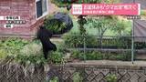 「お盆休みも“クマ出没”相次ぐ収穫直前の果物に被害」の画像1