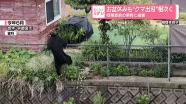 お盆休みも“クマ出没”相次ぐ収穫直前の果物に被害