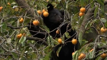 2025年　クマ被害は過去最悪に　被害を食い止めるための行政と現場の課題とは