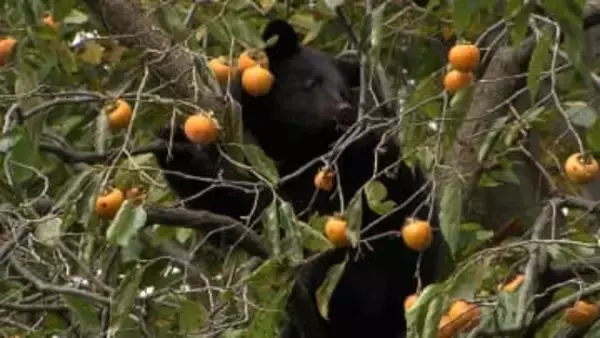 2025年　クマ被害は過去最悪に　被害を食い止めるための行政と現場の課題とは
