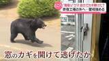 「“知能高い”クマ、自力で窓のカギ開けて外へ？　麻酔銃は命中も…逃走の原因判明」の画像1