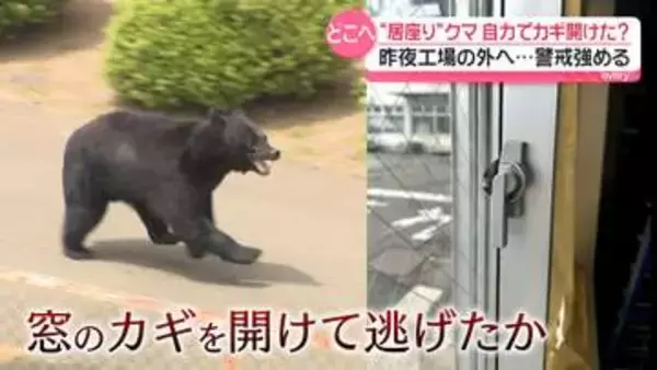 “知能高い”クマ、自力で窓のカギ開けて外へ？　麻酔銃は命中も…逃走の原因判明