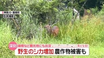 【野生のシカ増加】箱根など観光地にも出没…生活圏にも　農作物被害は3000万円『every.気になる！』
