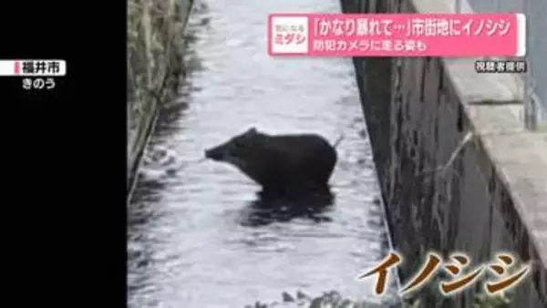 「かなり暴れて…」市街地にイノシシ　防犯カメラに走る姿も　福井市