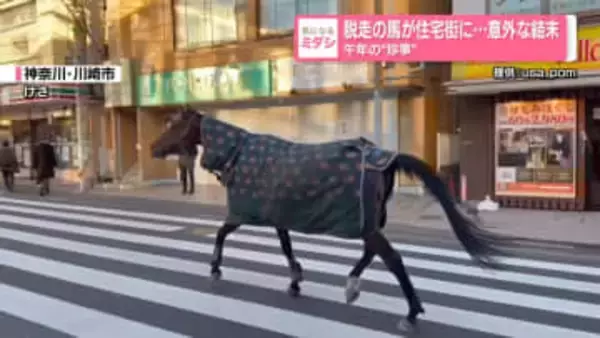 脱走の馬が住宅街に…意外な結末　午年の“珍事”