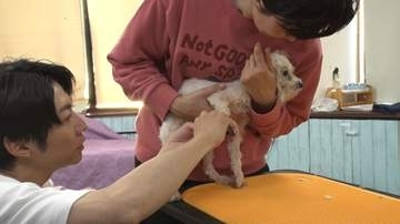 相葉雅紀、72匹の犬が取り残された繁殖業者の崩壊現場へ　サンシャイン池崎は新たな猫と生活開始