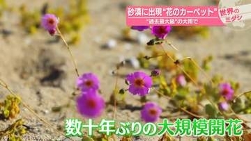 砂漠に出現“花のカーペット”　“過去最大級”の大雨で　南米チリ【#世界のミダシ 】