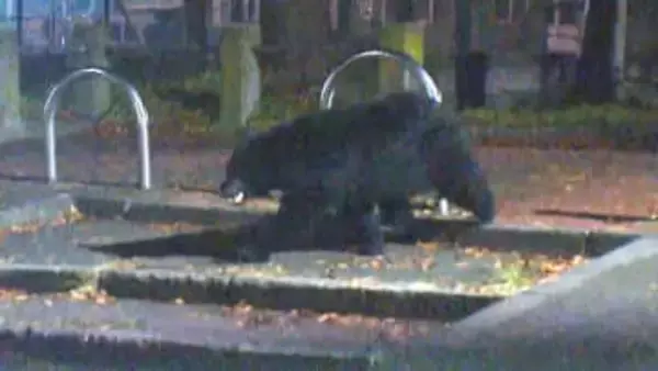 “もはや日常”クマ出没、駅のトイレまで…男性襲われ負傷　入り口からクマが“のぞき込む”