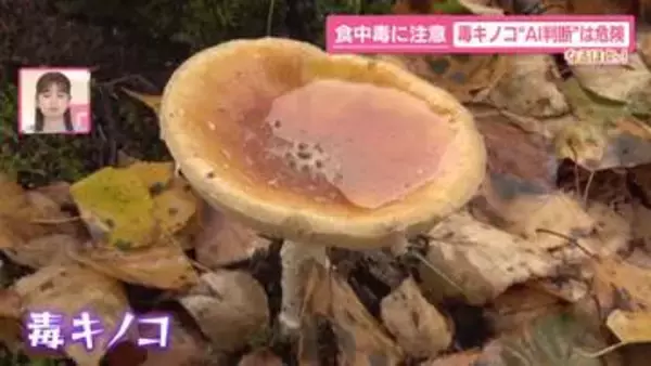 食欲の秋は食中毒の秋！？  旬の生魚に潜む危険　AIでも間違う毒キノコの判別　秋も食中毒の菌繁殖に注意を 【なるほどッ！】