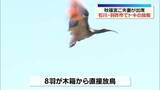 「本州で初となるトキの放鳥　秋篠宮ご夫妻が出席　石川・羽咋市」の画像1