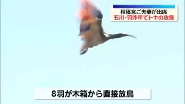 本州で初となるトキの放鳥　秋篠宮ご夫妻が出席　石川・羽咋市
