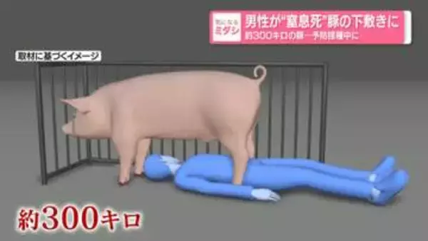 男性が“窒息死”豚の下敷きに約300キロの豚…予防接種中に