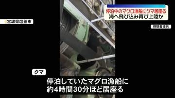 クマが停泊中のマグロ漁船に居座る　海へ飛び込み再び上陸か　宮城・塩釜市
