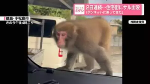 2日連続…住宅街にサル出没「ボンネットに乗ってきた」「すごく不安」　徳島・小松島市