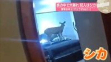 家の中で大暴れ、犯人はシカ　警察お手上げ「どうすれば…」【#世界のミダシ】