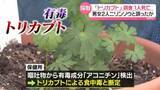 「「トリカブト」誤食…80代男性死亡　ニリンソウと誤ったか　北海道」の画像1