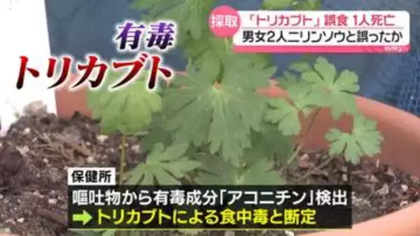 「トリカブト」誤食…80代男性死亡　ニリンソウと誤ったか　北海道