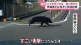 「「すごい衝撃だった」長野で走行中の車にクマ衝突　青森で緊急銃猟も　連日各地で出没」の画像1
