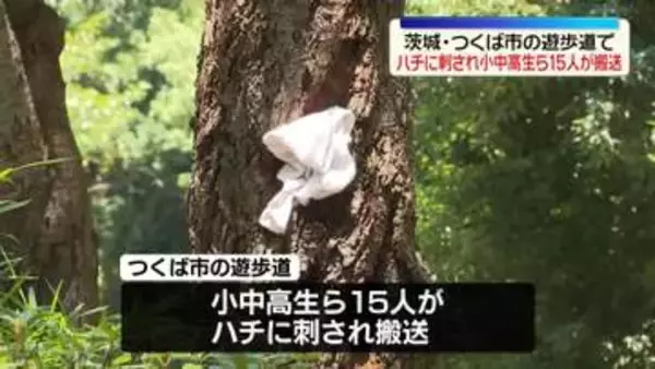 ハチに刺され…小中高生含む15人搬送　茨城・つくば市