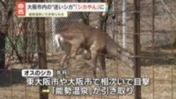 大阪市内の“迷いシカ”命名式　名前は「シカやん」に