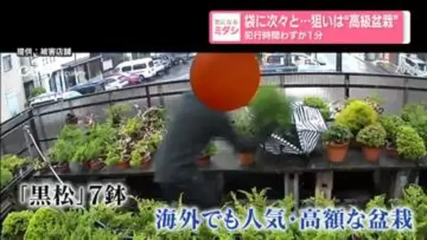 袋に次々と……狙いは“高級盆栽”　犯行時間わずか1分　神奈川・大和市