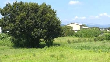 【速報】相模原高2死亡事件　高2への殺人容疑で10代の少年4人を再逮捕　頭部を殴るなどして殺害か　神奈川県警