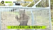 海で泳ぐクマを海上で駆除　“より大きく凶暴”ヒグマが本州上陸の可能性は？
