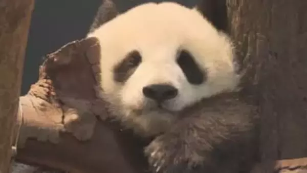 中国外務省「日本人が中国にパンダ見に来ることを歓迎」　日本で“パンダ不在”になることを受け