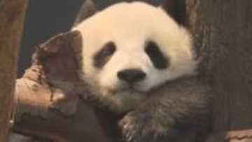 中国外務省「日本人が中国にパンダ見に来ることを歓迎」　日本で“パンダ不在”になることを受け