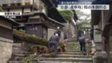 清水寺に続く「産寧坂」桜の木倒れる　三重の高校教員（62）が下敷きになり骨折　京都