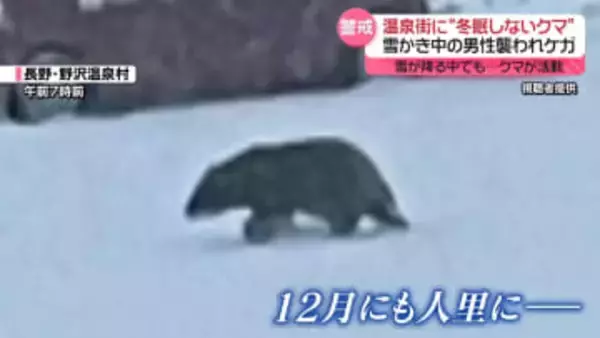 “冬眠しない”クマに…各地で襲われる被害相次ぐ　雪かき中や新聞配達中など　12月でも注意が必要