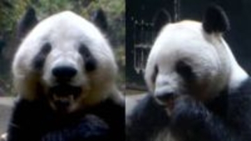 上野動物園・双子のジャイアントパンダ　来月下旬、中国に返還へ　国内のパンダはゼロに