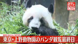 「上野動物園のパンダ　観覧最終日　27日の旅立ち前に」の画像1