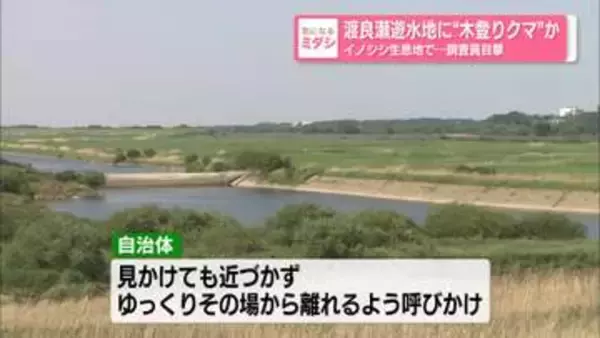 渡良瀬遊水地に“木登りクマ”か　イノシシ生息地で…調査員目撃