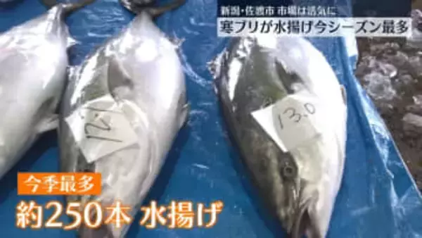今季最多！寒ブリ水揚げ　不漁続きの中、市場に活気　新潟