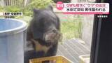 「GWも“クマ”出没相次ぐ　水田で男性襲われる被害も」の画像1