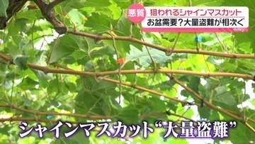 狙われる「シャインマスカット」収穫間近に大量盗難相次ぐ　前年比“3割高”…お盆需要で人気