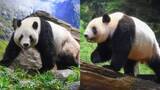 「上野動物園・双子のジャイアントパンダ　来月下旬中国に返還へ」の画像1