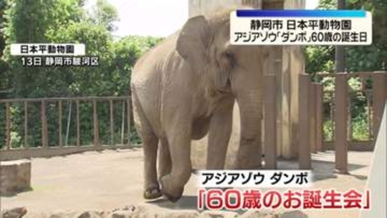 ゾウの「ダンボ」60歳の誕生日　多くの来園者が祝福　静岡