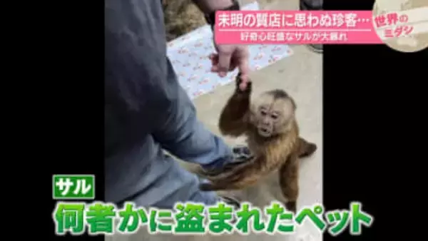 未明の質店に思わぬ珍客…好奇心旺盛なサルが大暴れ　アメリカ・テネシー州【 #世界のミダシ 】