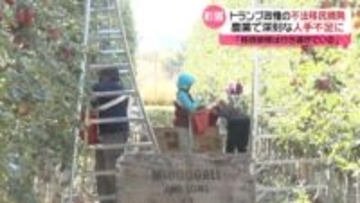 農業で深刻な人手不足「排除は行き過ぎている」声も　トランプ政権の不法移民摘発