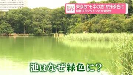 東京の“モネの池”が抹茶色に　植物プランクトンが大量発生
