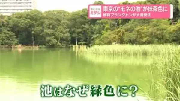 東京の“モネの池”が抹茶色に　植物プランクトンが大量発生