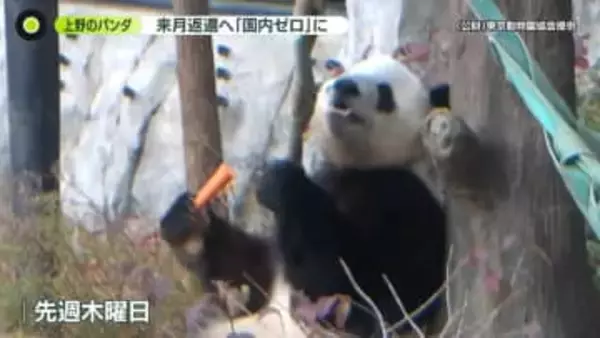 上野の双子パンダ、来月返還へ　「国内ゼロ」に…次いつ日本へ
