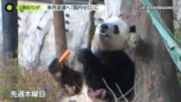 上野の双子パンダ、来月返還へ　「国内ゼロ」に…次いつ日本へ
