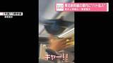 「【お騒がせハト】東北新幹線の車内に“ハト乱入”　急きょ停車も…乗客驚き」の画像1