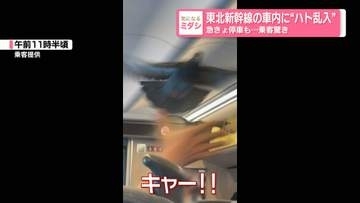 【お騒がせハト】東北新幹線の車内に“ハト乱入”　急きょ停車も…乗客驚き