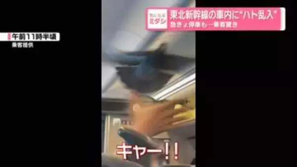 【お騒がせハト】東北新幹線の車内に“ハト乱入”　急きょ停車も…乗客驚き